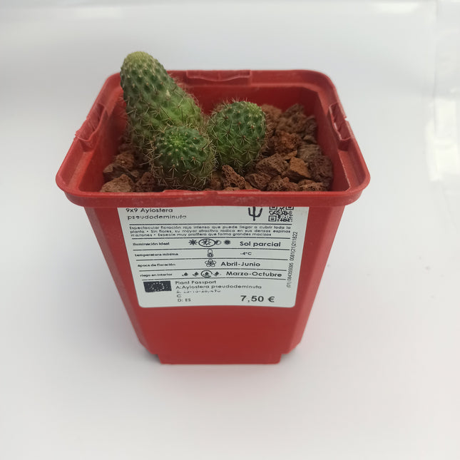 Aylostera pseudodeminuta