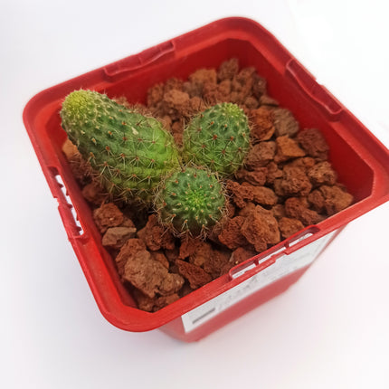 Aylostera pseudodeminuta