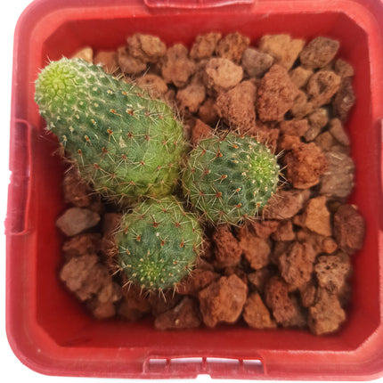 Aylostera pseudodeminuta