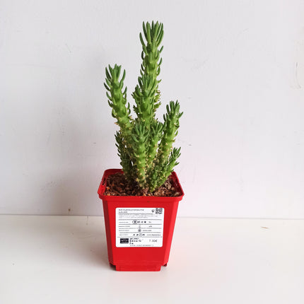 Austrocylindropuntia subulata