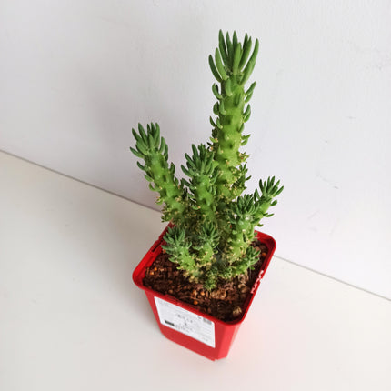 Austrocylindropuntia subulata