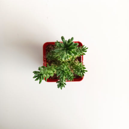 Austrocylindropuntia subulata