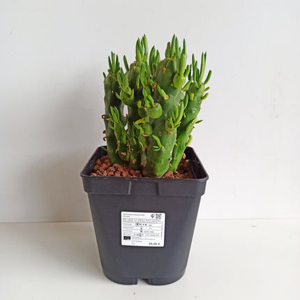 Austrocylindropuntia subulata