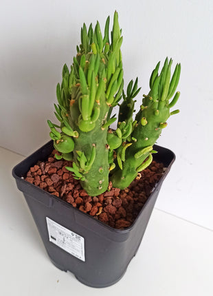 Austrocylindropuntia subulata
