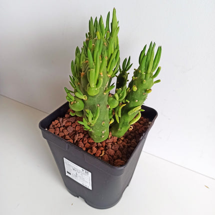 Austrocylindropuntia subulata