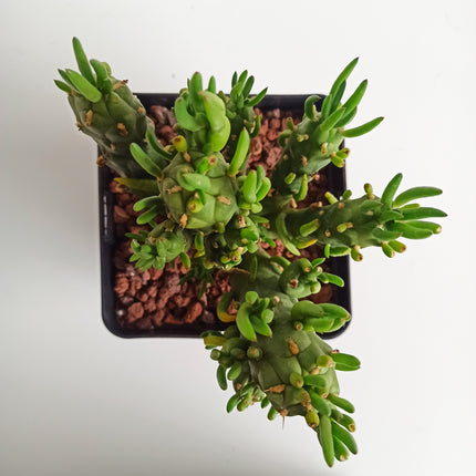 Austrocylindropuntia subulata