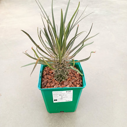 Pachypodium geayi