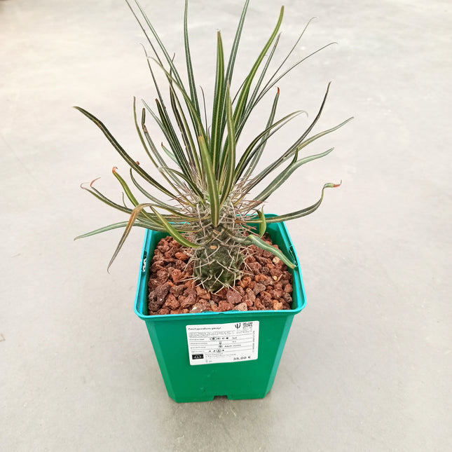 Pachypodium geayi | Geays Madagaskarpalme