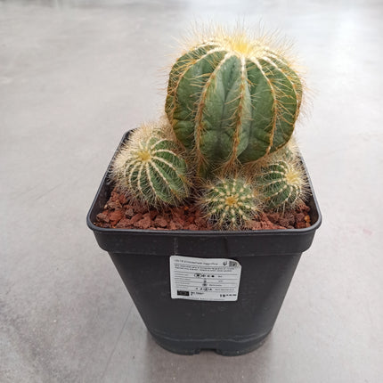 Eriocephala (Parodie) magnifica