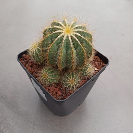 Eriocephala (Parodie) magnifica