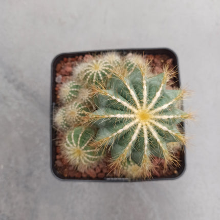 Eriocephala (Parodie) magnifica