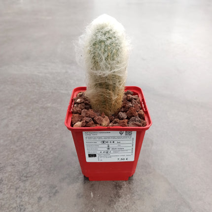 Espostoa melanostele subs. Wiegenlied