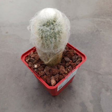 Espostoa melanostele subs. Wiegenlied