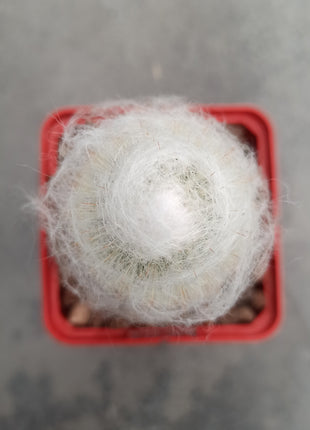 Espostoa melanostele subs. lullaby