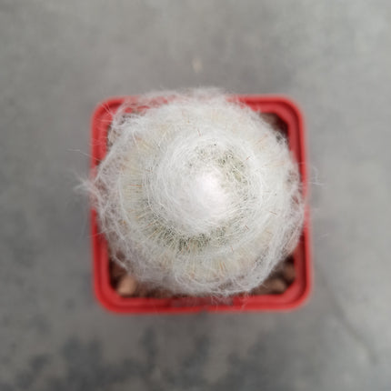 Espostoa melanostele subs. Wiegenlied