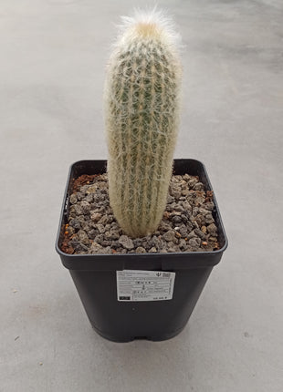 Espostoa melanostele subs. lullaby