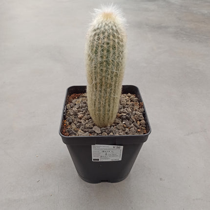 Espostoa melanostele subs. Wiegenlied