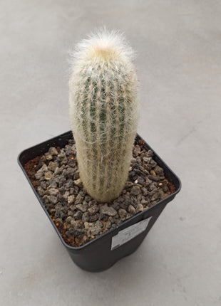 Espostoa melanostele subs. lullaby
