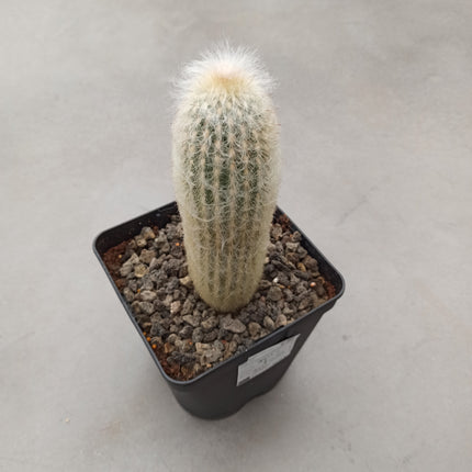 Espostoa melanostele subs. Wiegenlied