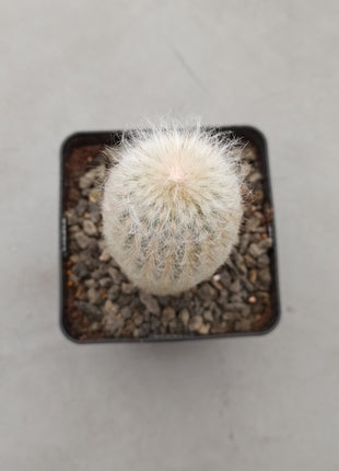 Espostoa melanostele subs. lullaby