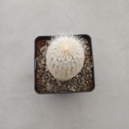 Espostoa melanostele subs. Wiegenlied