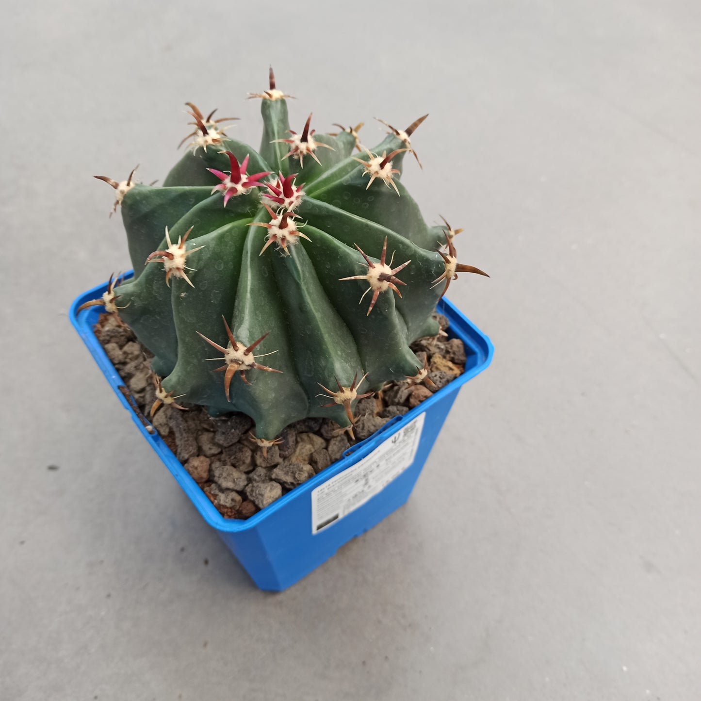 Ferocactus peninsulae var. brevispinus (horridus)