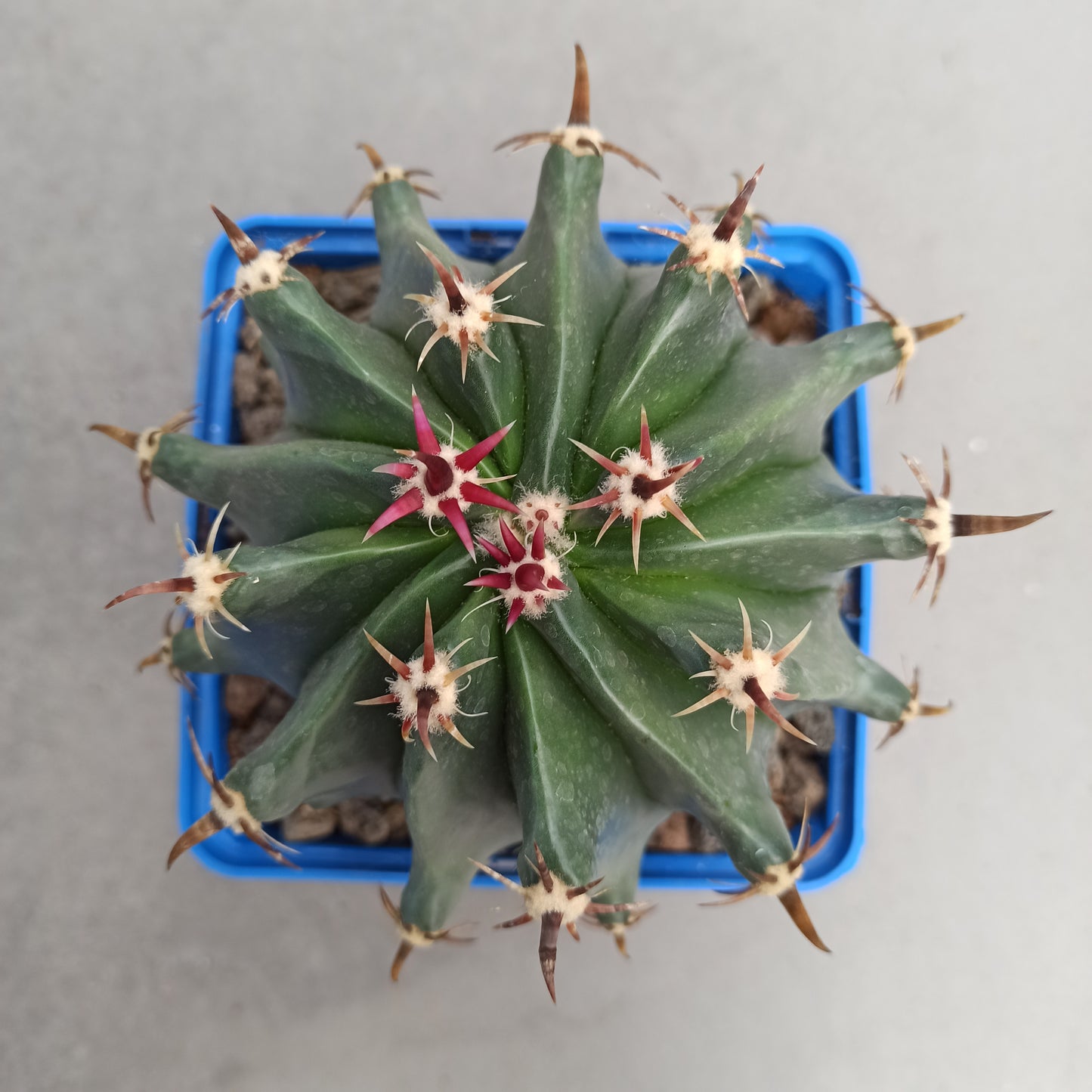 Ferocactus peninsulae var. brevispinus (horridus)