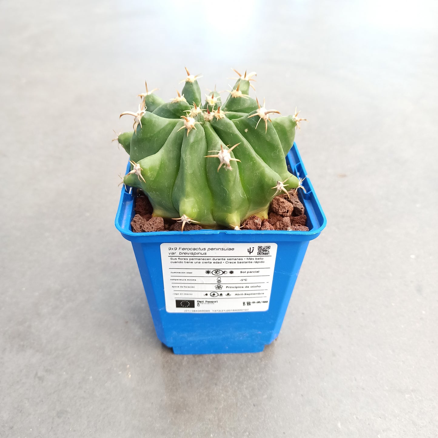 Ferocactus peninsulae var. brevispinus (horridus)