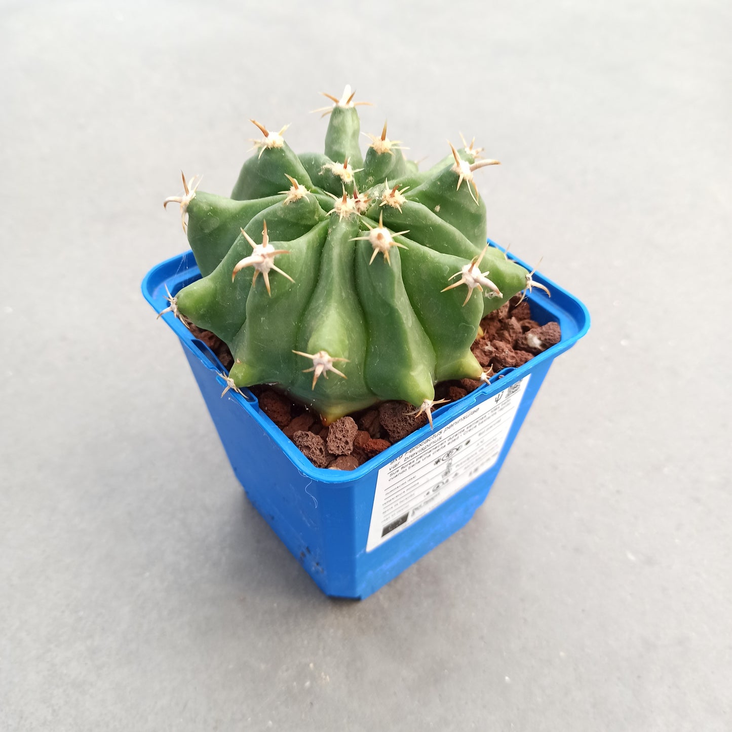 Ferocactus peninsulae var. brevispinus (horridus)