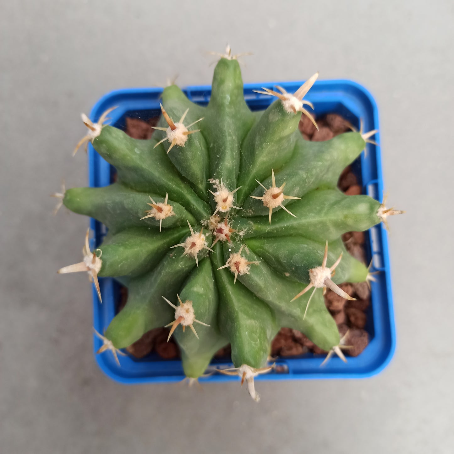 Ferocactus peninsulae var. brevispinus (horridus)