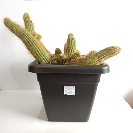 Trichocereus huascha