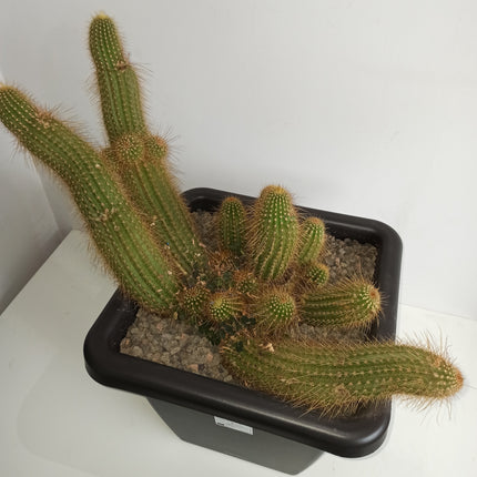 Trichocereus huascha