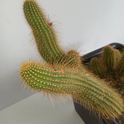 Trichocereus huascha