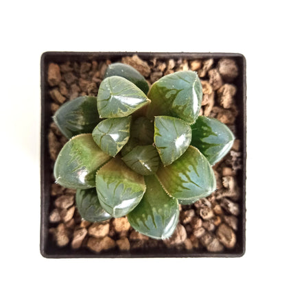 Haworthia ikra ‘Sky lantern’ (H. cooperi var. truncata) ‘Sky lantern’