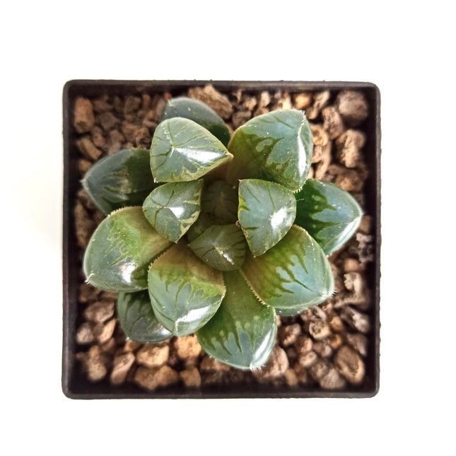 Haworthia ikra ‘Sky lantern’ (H. cooperi var. truncata) ‘Sky lantern’