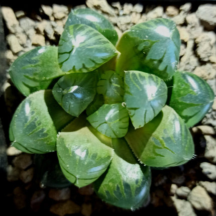 Haworthia ikra ‘Sky lantern’ (H. cooperi var. truncata) ‘Sky lantern’