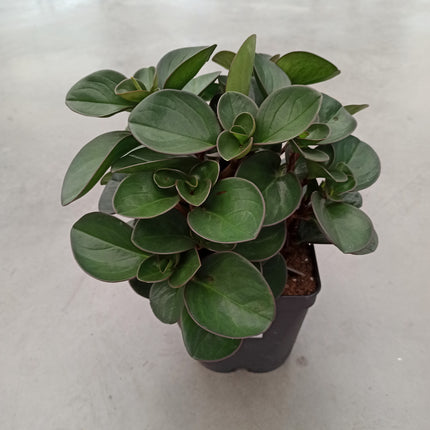 Peperomia burning bush 16 x 16 "L"