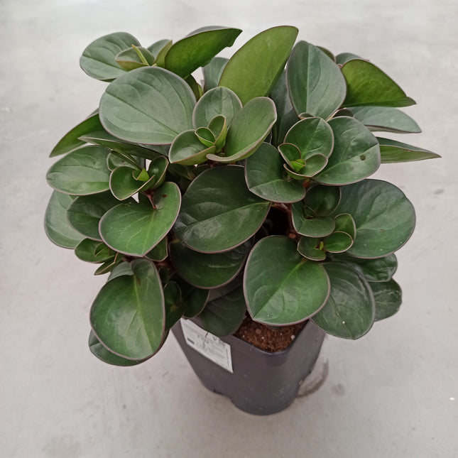Peperomia burning bush 16 x 16 "L"