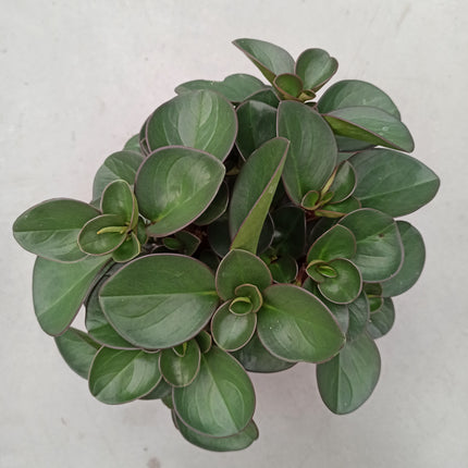 Peperomia burning bush 16 x 16 "L"