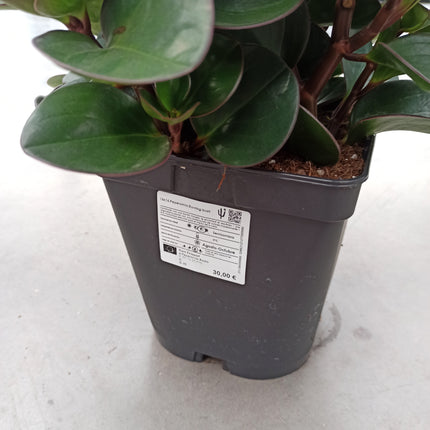 Peperomia burning bush 16 x 16 "L"