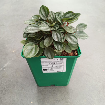 Peperomia Königsprinzessin „M“