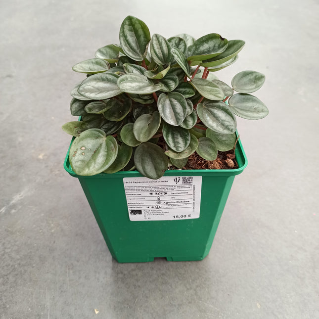 Peperomia royal princess "M"
