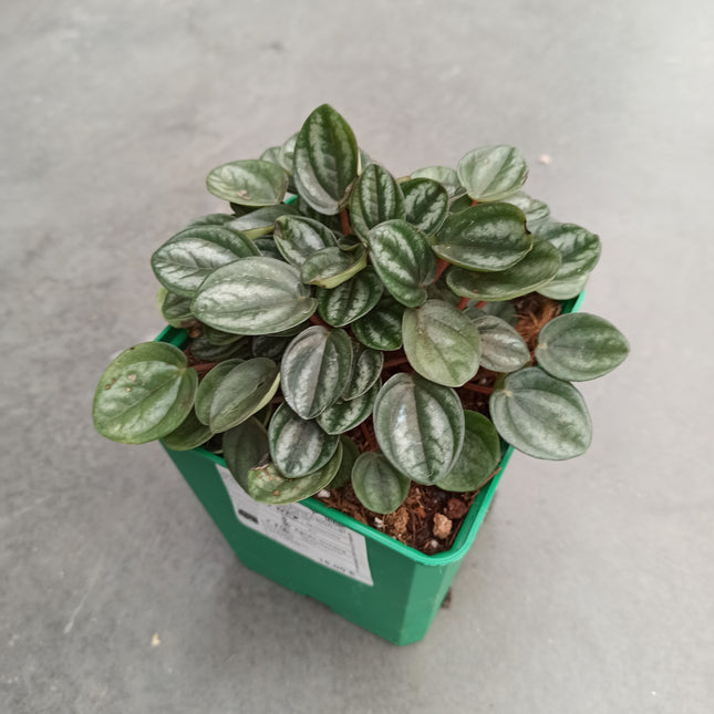 Peperomia royal princess "M"