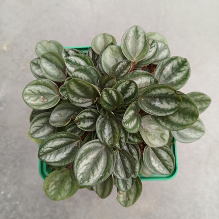 Peperomia Königsprinzessin „M“