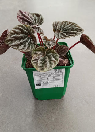 Peperomia cap. Cuito "S"