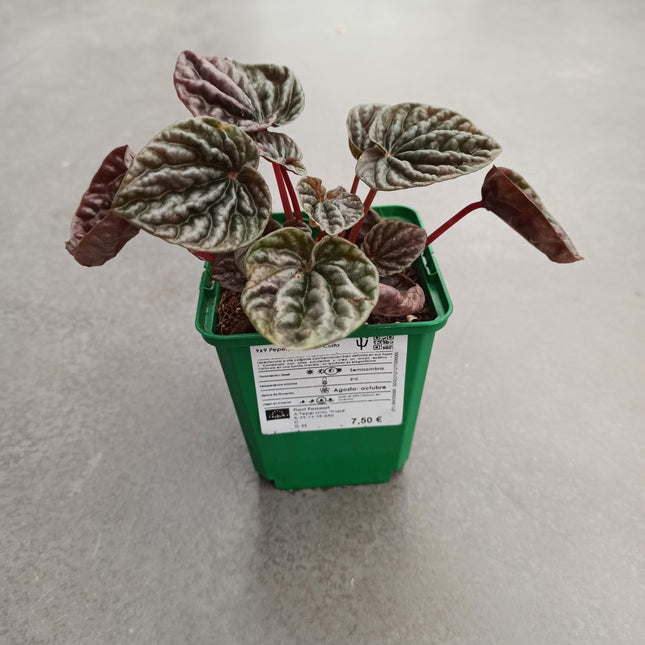 Peperomia cap. Cuito "S"