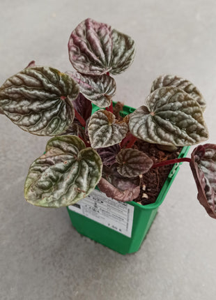 Peperomia cap. Cuito "S"