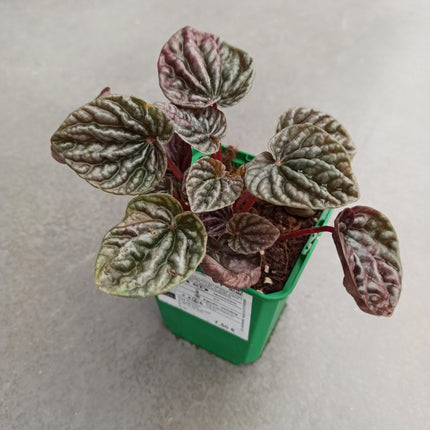 Peperomia cap. Cuito "S"