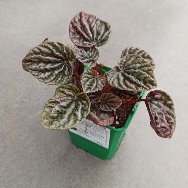 Peperomia cap. Cuito "S"