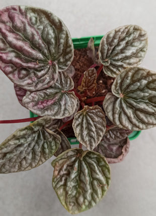 Peperomia cap. Cuito "S"